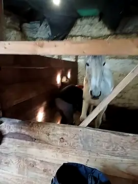 Tortuga95PL online show from February 12, 2026, 10:54 am