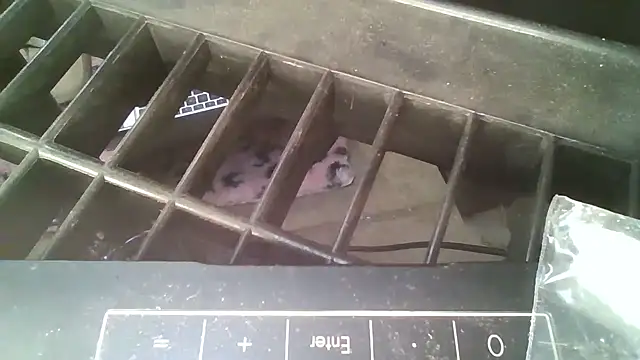 allissonw13 online show from October 23, 2025, 8:46 am