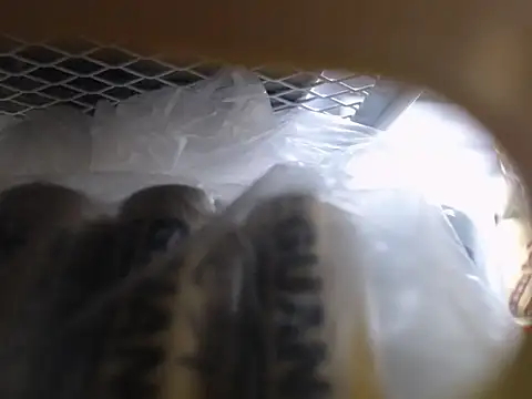 Snapshot of Lovensetest chatting on October 11, 2025, 6:45 am Lovensetest online show from October 11, 2025, 6:45 am