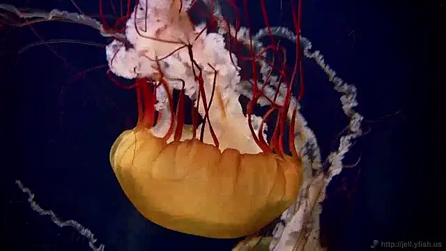 Snapshot of streamy_test11 chatting on December 2, 2024, 8:09 am streamy test11 online show from December 2, 2024, 8:09 am