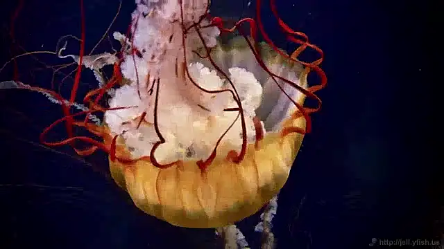 Snapshot of streamy_test11 chatting on December 4, 2024, 8:34 am streamy test11 online show from December 4, 2024, 8:34 am