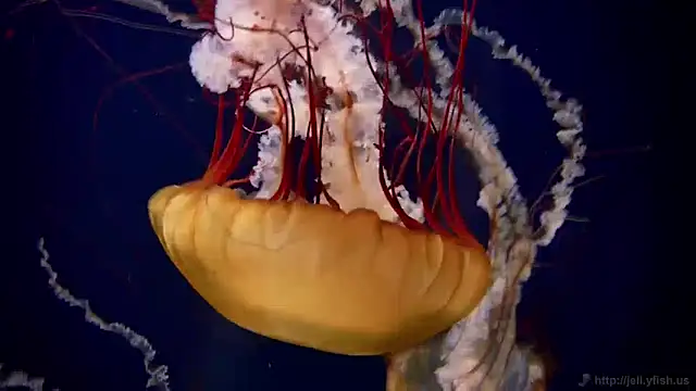 Snapshot of streamy_test11 chatting on December 13, 2024, 8:09 am streamy test11 online show from December 13, 2024, 8:09 am