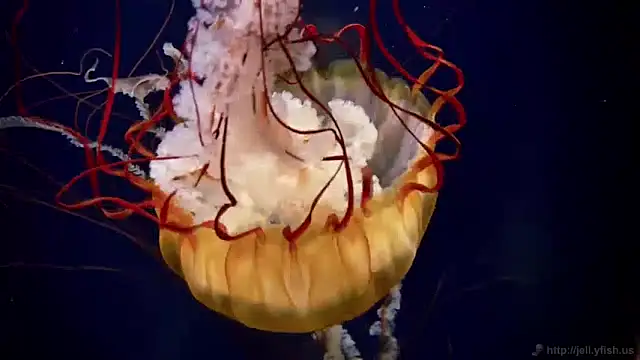 Snapshot of streamy_test11 chatting on January 15, 2025, 8:09 am streamy test11 online show from January 15, 2025, 8:09 am