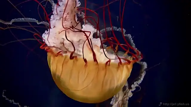 Snapshot of streamy_test11 chatting on January 31, 2025, 8:11 am streamy test11 online show from January 31, 2025, 8:11 am