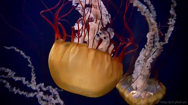 Snapshot of streamy_test11 chatting on February 3, 2025, 8:13 am streamy test11 online show from February 3, 2025, 8:13 am