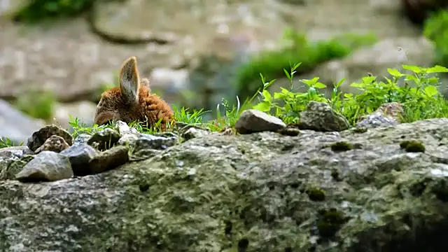 Snapshot of streamy_test11 chatting on February 7, 2025, 3:52 pm streamy test11 online show from February 7, 2025, 3:52 pm