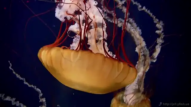 Snapshot of streamy_test11 chatting on February 10, 2025, 8:09 am streamy test11 online show from February 10, 2025, 8:09 am