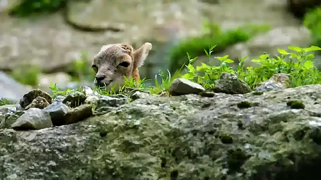 Snapshot of streamy_test11 chatting on February 11, 2025, 3:51 pm streamy test11 online show from February 11, 2025, 3:51 pm