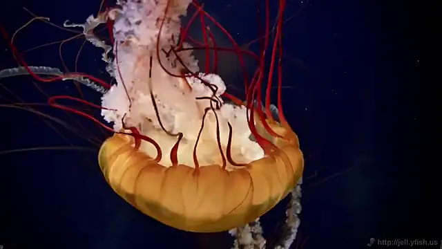 Snapshot of streamy_test11 chatting on March 3, 2025, 8:16 am streamy test11 online show from March 3, 2025, 8:16 am