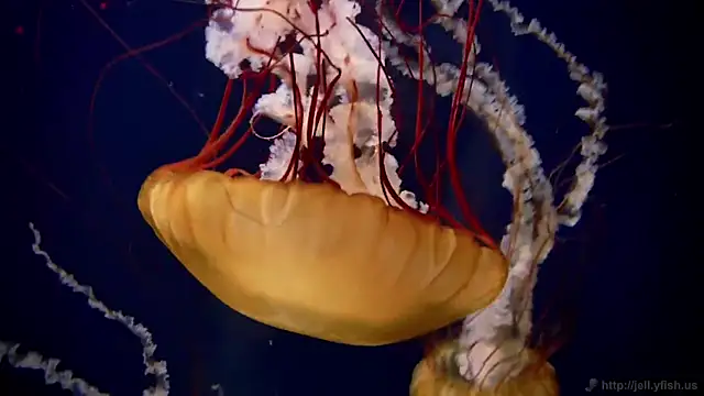 Snapshot of streamy_test11 chatting on March 6, 2025, 8:41 am streamy test11 online show from March 6, 2025, 8:41 am