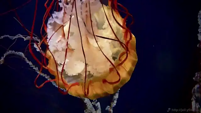 Snapshot of streamy_test11 chatting on March 13, 2025, 8:37 am streamy test11 online show from March 13, 2025, 8:37 am