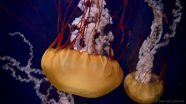 Snapshot of streamy_test11 chatting on March 20, 2025, 8:31 am streamy test11 online show from March 20, 2025, 8:31 am