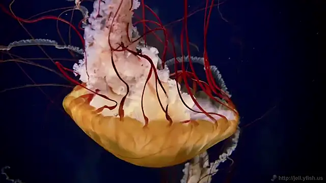 Snapshot of streamy_test11 chatting on September 15, 2025, 11:21 am streamy test11 online show from September 15, 2025, 11:21 am