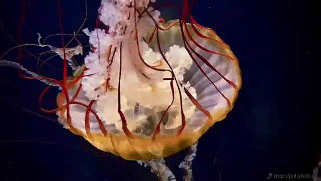 Snapshot of streamy_test11 chatting on October 6, 2025, 12:57 pm streamy test11 online show from October 6, 2025, 12:57 pm