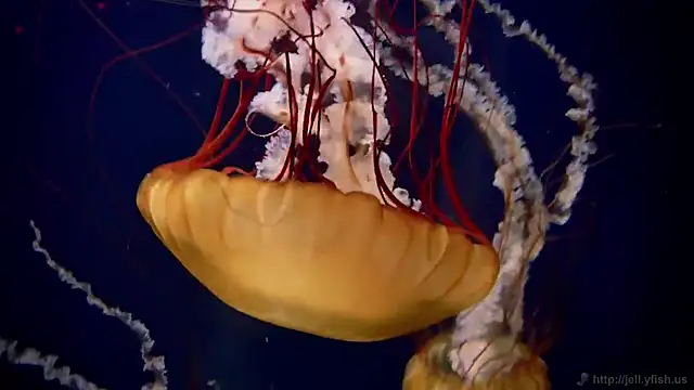 Snapshot of streamy_test11 chatting on October 8, 2025, 9:51 am streamy test11 online show from October 8, 2025, 9:51 am