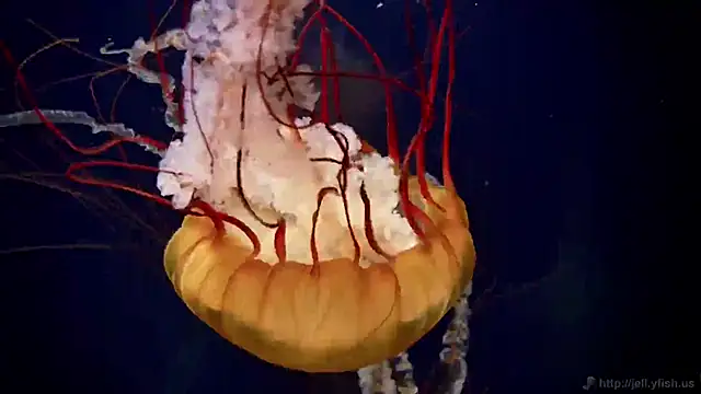 Snapshot of streamy_test11 chatting on October 30, 2025, 3:35 pm streamy test11 online show from October 30, 2025, 3:35 pm