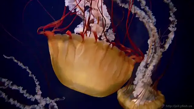 Snapshot of streamy_test11 chatting on November 3, 2025, 11:55 am streamy test11 online show from November 3, 2025, 11:55 am