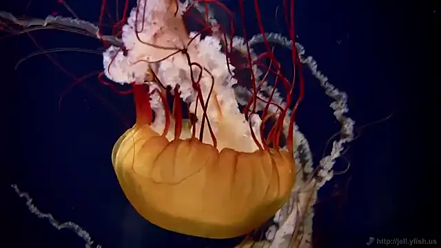 Snapshot of streamy_test11 chatting on November 5, 2025, 12:16 pm streamy test11 online show from November 5, 2025, 12:16 pm