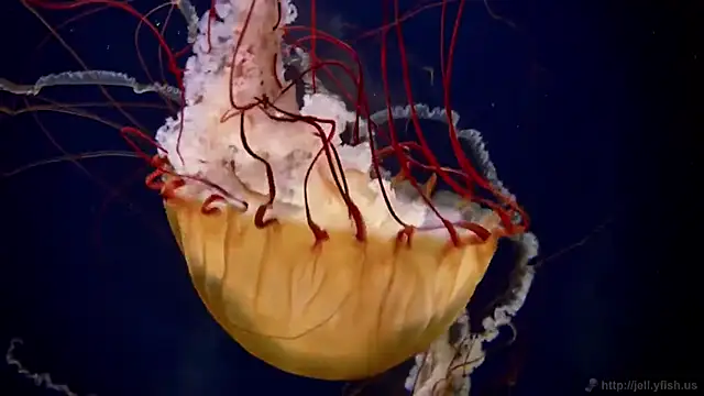 Snapshot of streamy_test11 chatting on November 11, 2025, 4:29 pm streamy test11 online show from November 11, 2025, 4:29 pm