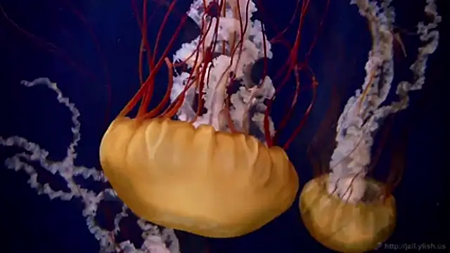 streamy test11 online show from February 18, 2026, 9:22 pm