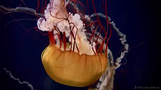 streamy test12 online show from December 2, 2024, 8:09 am