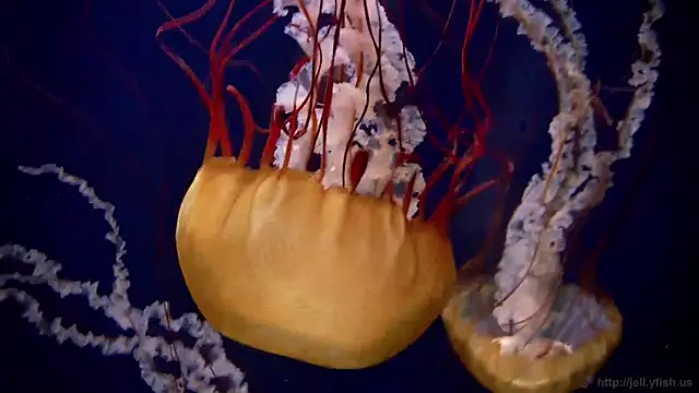 streamy test12 online show from December 19, 2024, 11:07 am