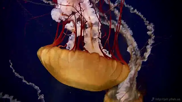 streamy test12 online show from December 30, 2024, 8:10 am