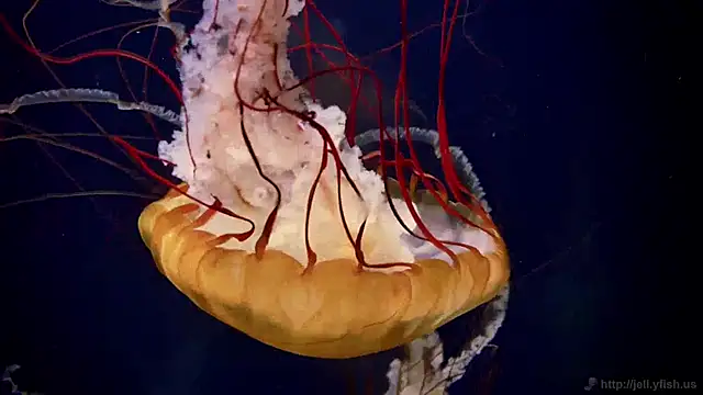 streamy test12 online show from January 14, 2025, 8:20 am