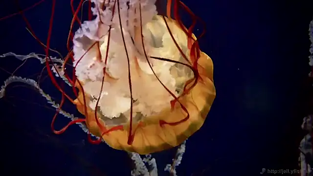 streamy test12 online show from October 22, 2025, 8:36 am