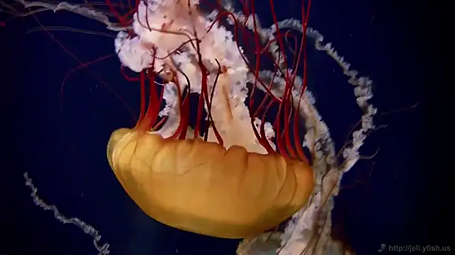 streamy test12 online show from November 5, 2025, 11:54 am