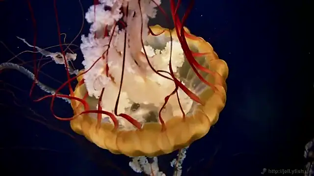 streamy test12 online show from March 5, 2026, 9:16 am