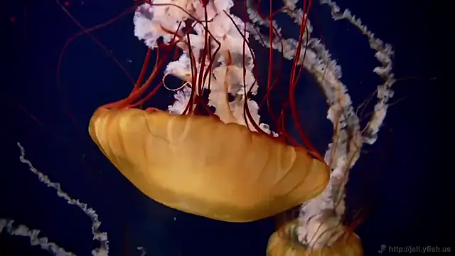 streamy test12 online show from March 12, 2026, 12:55 pm