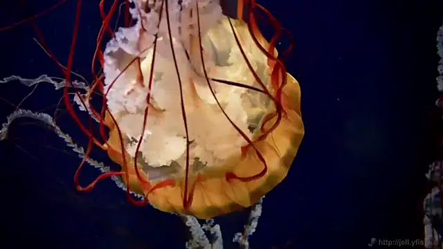 streamy test12 online show from March 31, 2026, 8:26 am