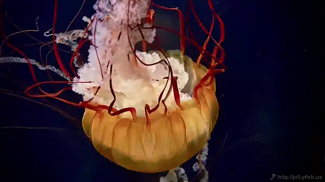 streamy test15 online show from December 3, 2024, 10:06 am