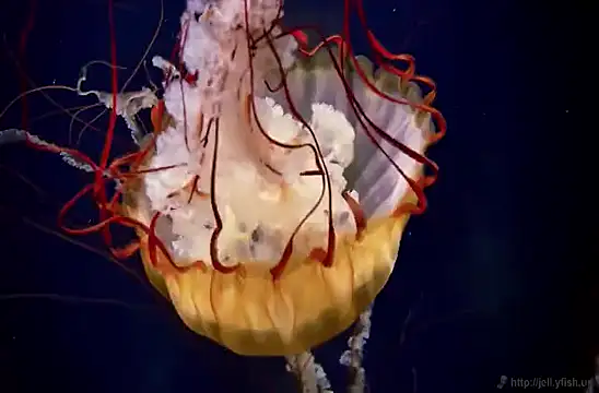 streamy test15 online show from February 3, 2025, 8:13 am