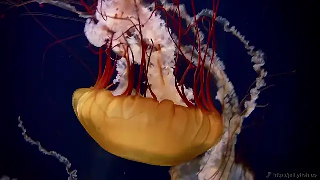 streamy test15 online show from November 24, 2025, 12:27 pm