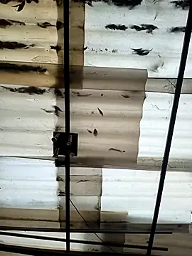 weedmanhot28 online show from September 21, 2025, 12:07 pm