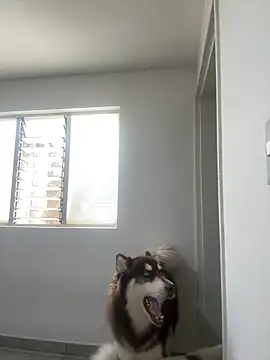 Arilw online show from February 1, 2025, 2:13 pm