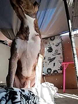 Snapshot of TickleMeKink chatting on March 11, 2025, 9:37 pm TickleMeKink online show from March 11, 2025, 9:37 pm