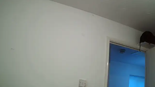 rampartzz online show from March 6, 2025, 5:54 pm