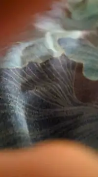 Snapshot of WelshXXX chatting on January 20, 2025, 10:26 pm WelshXXX online show from January 20, 2025, 10:26 pm