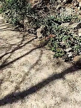 VelvetChocolate7 online show from February 24, 2026, 8:29 pm