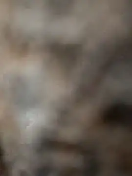 mksharma-mastlund online show from January 24, 2025, 4:05 am