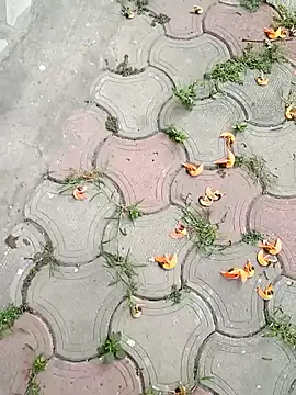 Raj41 online show from March 2, 2025, 1:36 am