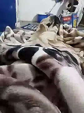 Snapshot of Playboy_bhabhi_00 chatting on February 6, 2025, 5:25 am Playboy bhabhi 00 online show from February 6, 2025, 5:25 am