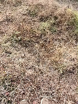 himvilohi08 online show from January 9, 2026, 4:04 am