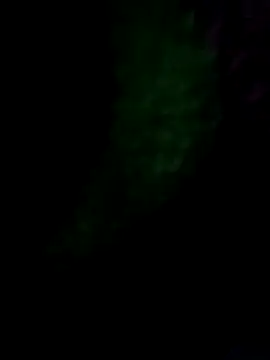 royall queen online show from January 14, 2026, 7:36 am