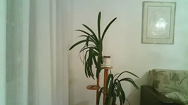 Dartanjanas13 online show from November 28, 2025, 8:11 pm