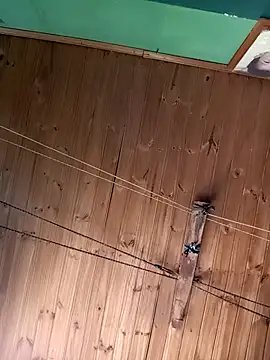 Snapshot of Ridick2025 chatting on November 15, 2025, 5:20 pm Ridick2025 online show from November 15, 2025, 5:20 pm