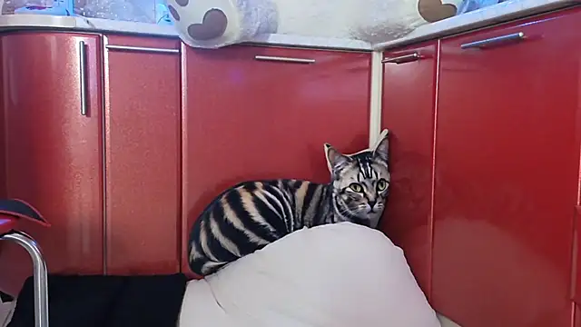 SquirtMilf00 online show from April 9, 2026, 3:17 am